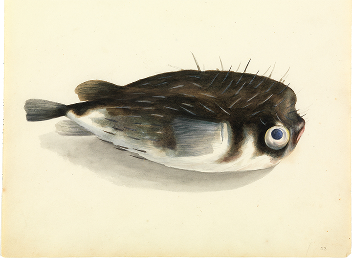 Porcupine fish